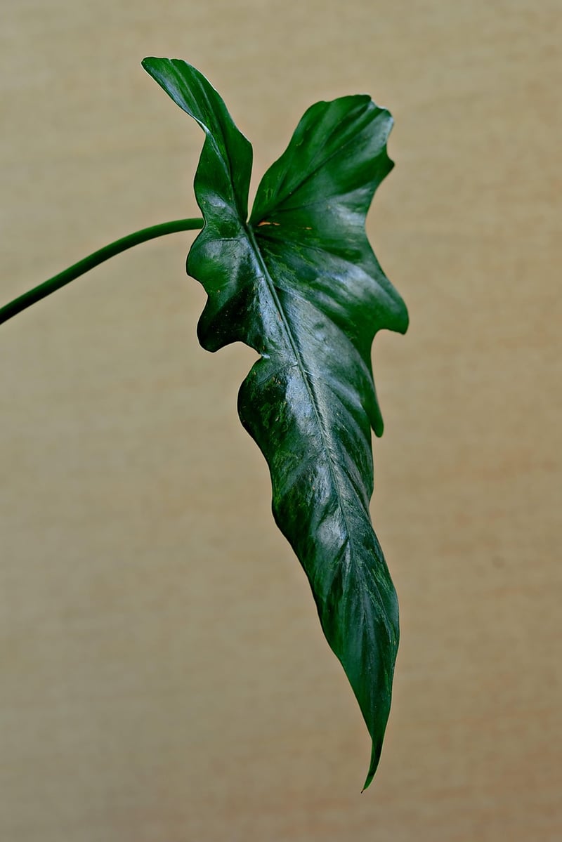 Indoor Gardening Packs