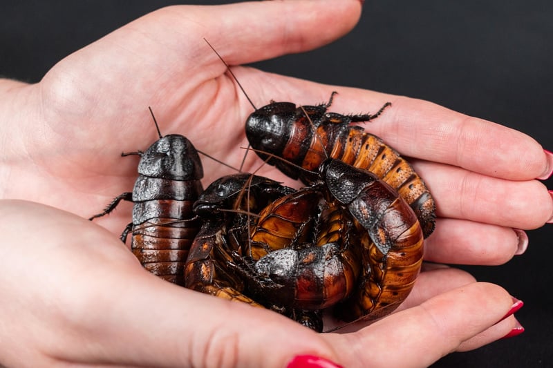 Roach