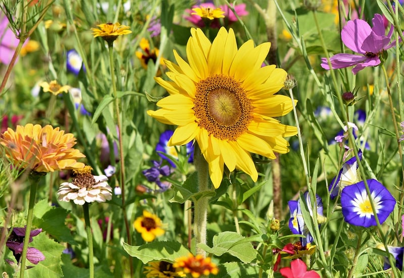 Garden Plants